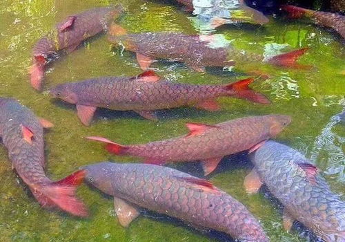原神鱼怎么钓啊,花鳉在哪啊?