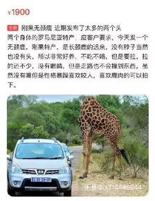鸽子为什么这么大,这个鸽子为什么这么大
