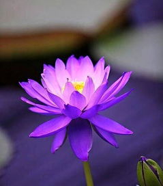 紫莲花,紫莲花哪里采集
