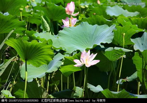 荷花池塘,荷花池塘绘画