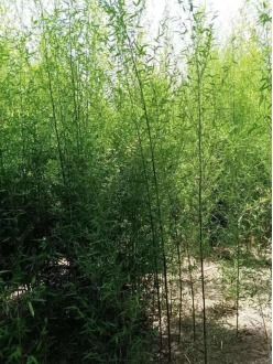 竹子介绍,竹子介绍和特点