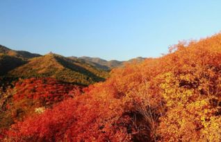 香山网,香山网珠海