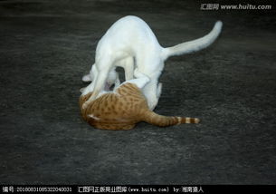 猫斗,猫斗小古文翻译
