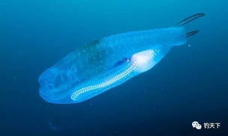 开心水族箱果冻鱼多久产一次宝