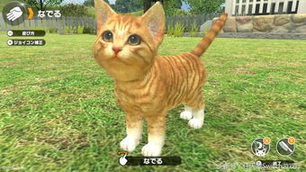 猫咪玩的游戏