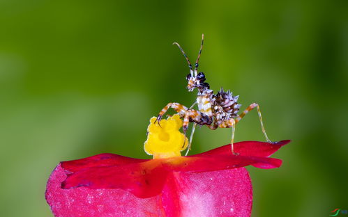 刺花,刺花图片