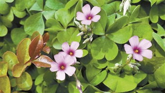 请问芳名，请问芳名电影