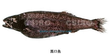 黑口鱼，黑口鱼烹饪配方