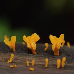 何须浅碧，何须浅碧深红色自是花中第一流