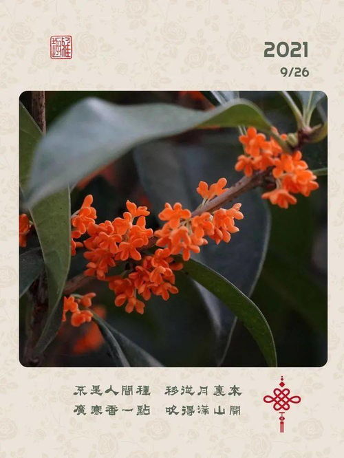 何须浅碧轻红色是什么意思?