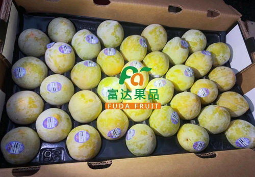 火龙蛋，火龙蛋火龙坐骑