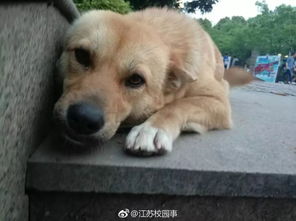 星际战甲彦祖是什么意思