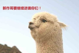 兄贵羊驼，兄贵羊驼所有形态