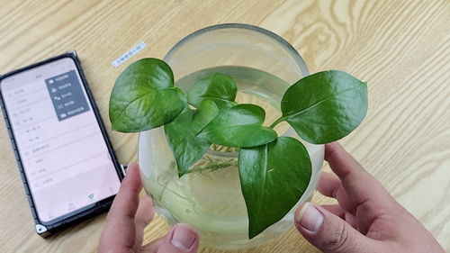 怎么扫一扫看是什么植物