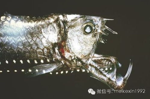 毒蛇鱼是不是鱼 毒蛇鱼有毒吗