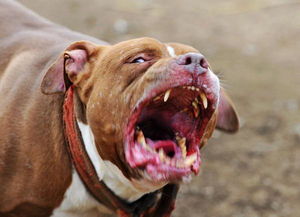 疯犬
