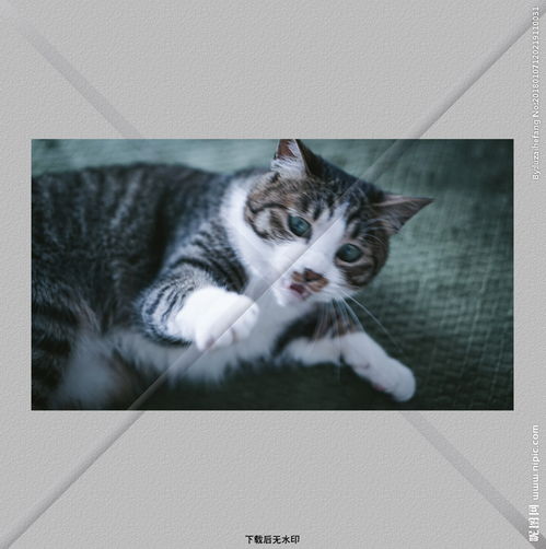 小猫游戏