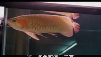 冰冷热带鱼的剧情简介