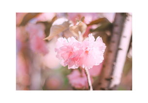 粉樱，粉樱花