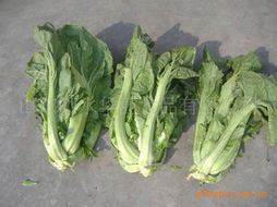 高菜,高菜和雪菜有什么区别