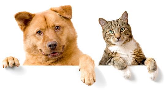 养猫和养狗的区别是什么?