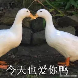 鸭子表情包
