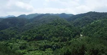 青嶂，青嶂是什么意思