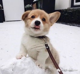 在柯基幼犬期,该如何调整狗狗不正确的行为呢?