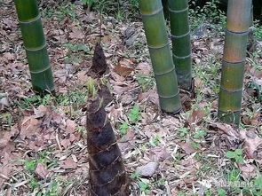 甜竹是什么植物甜竹叶能当茶饮吗?