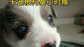 柯基小时候，柯基小时候图片