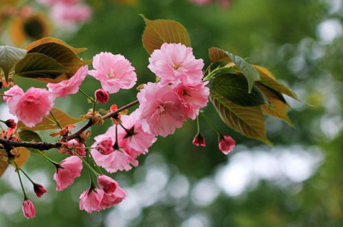 樱花有果实吗?
