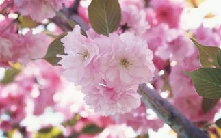 樱花有果实吗，樱花有果实吗图片