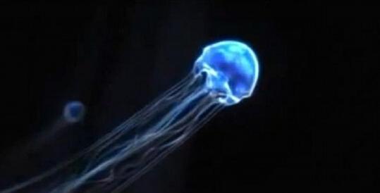 箱型水母，箱形水母蜇人后有救吗