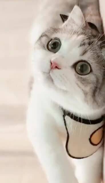 猫咪很可爱
