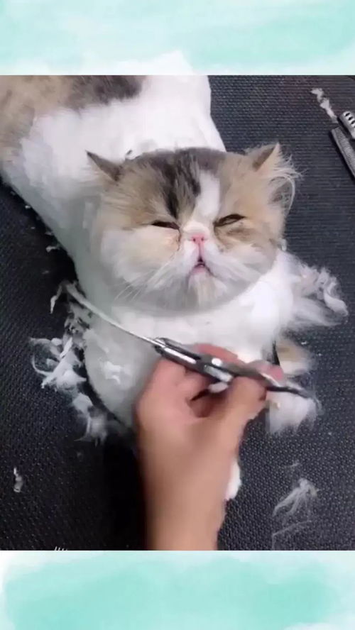 为什么小奶猫那么可爱