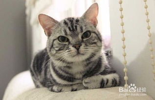 猫的种类有哪些，猫的种类有哪些 名称
