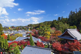 宫岛椿