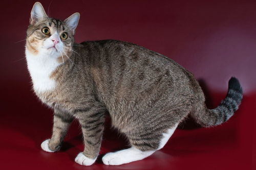 猫有多少品种