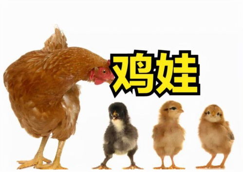 鸡娃，鸡娃式教育