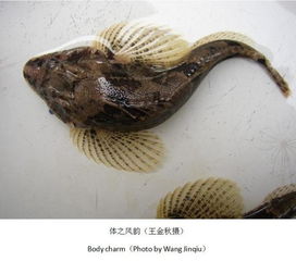四腮鲈鱼，四腮鲈鱼和沙塘鳢有什么区别