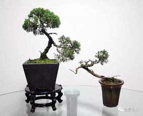 常见的十种盆景