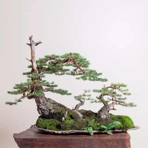盆景，盆景树种大全