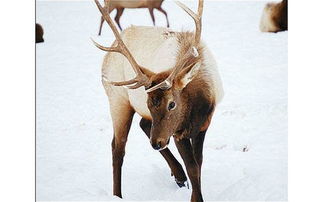 生活在北极的动物有哪些 生活在北极动物简介