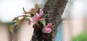葬花是什么意思