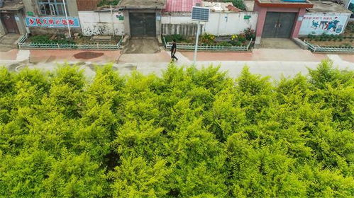 什么是四旁植树