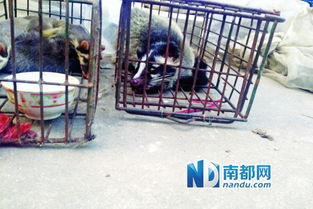 白鼻仔炆蛇做法