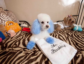 怎么找可以带宠物的酒店