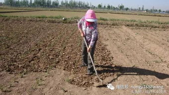 茄子中耕的技术要点是什么?