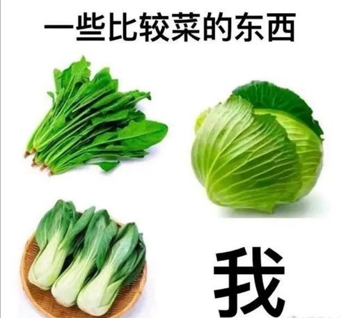 固玩，固玩是什么意思