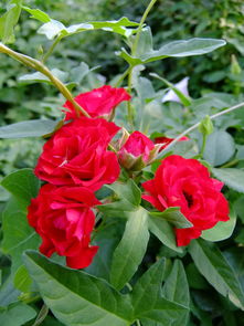 补花,补花是什么意思